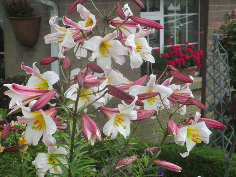 Lily Regale the Garden in July 2020