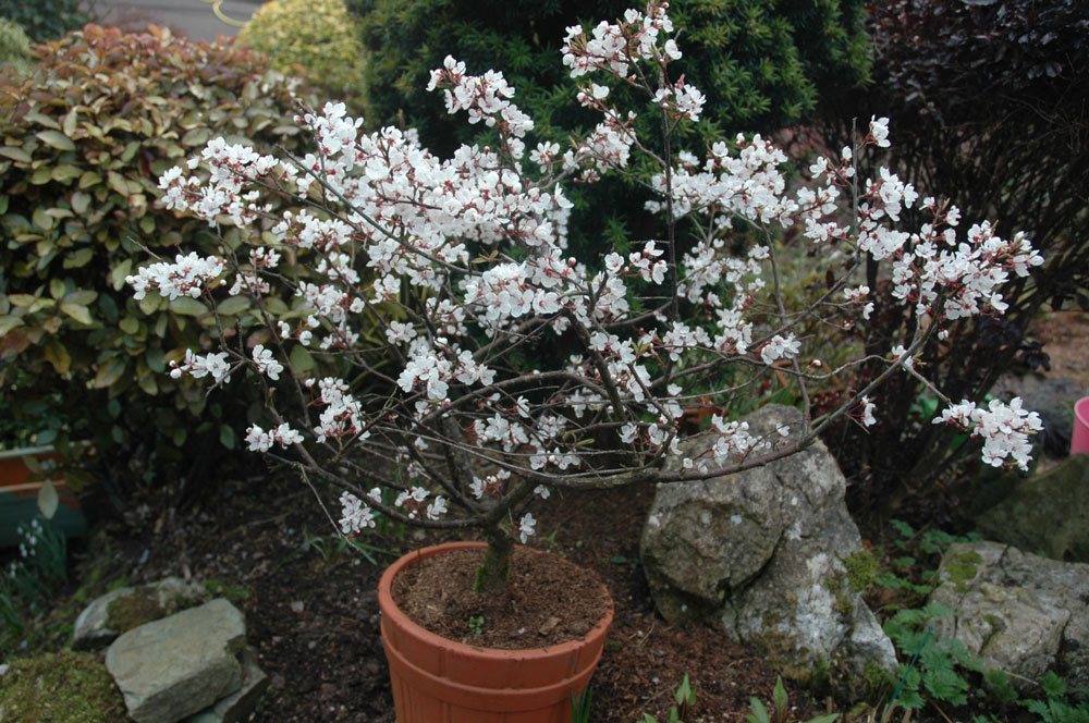 Potted spring cherry